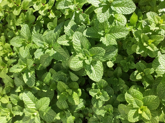 植物 叶子 花 草本植物 照片