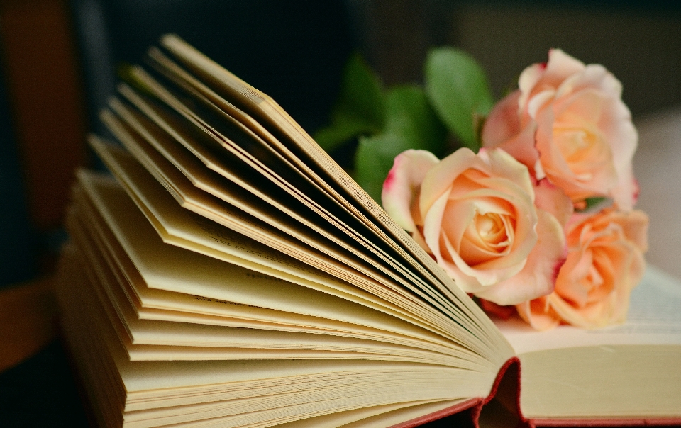 Livre lire fleur pétale