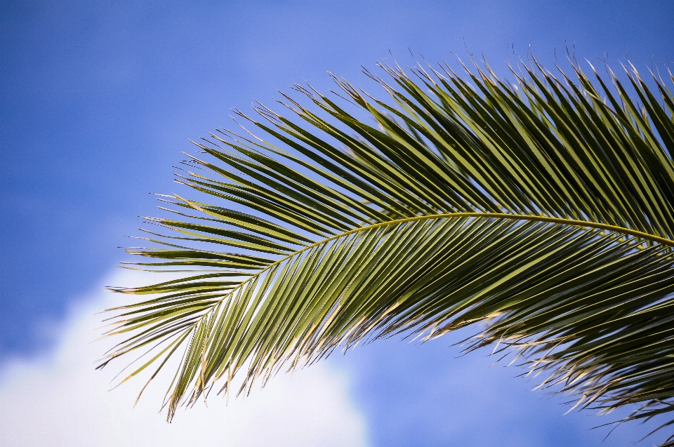 árbol naturaleza césped rama