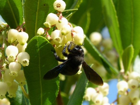 Nature branch blossom plant Photo