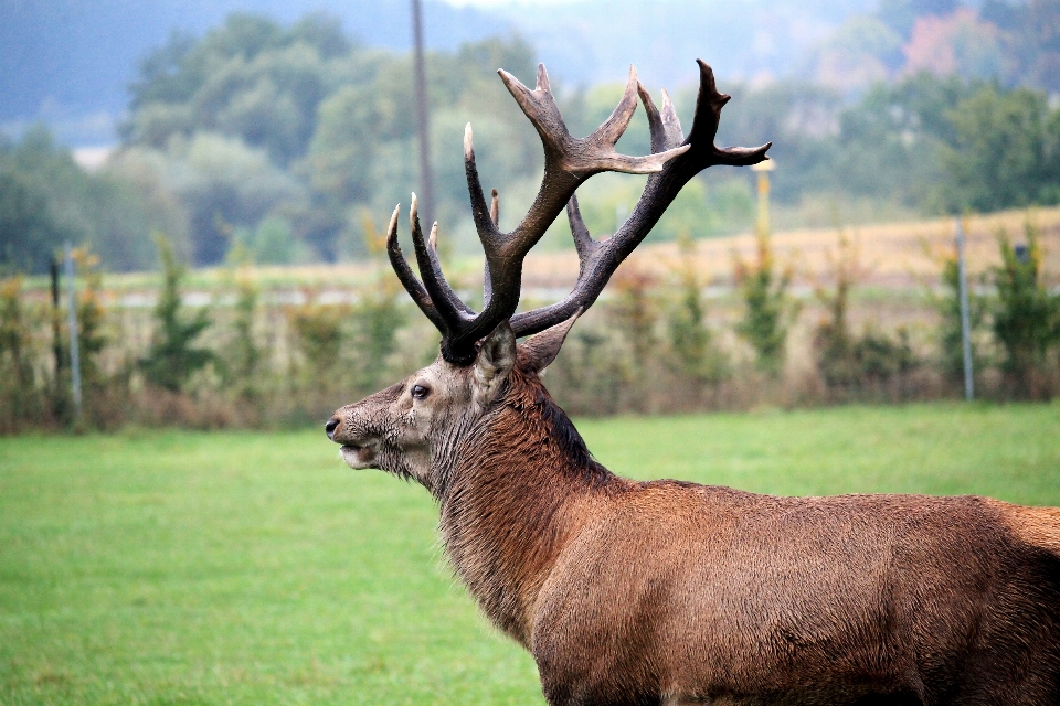 Natur wiese
 tier tierwelt