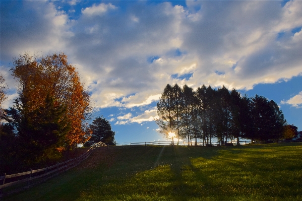 Landscape tree nature grass Photo