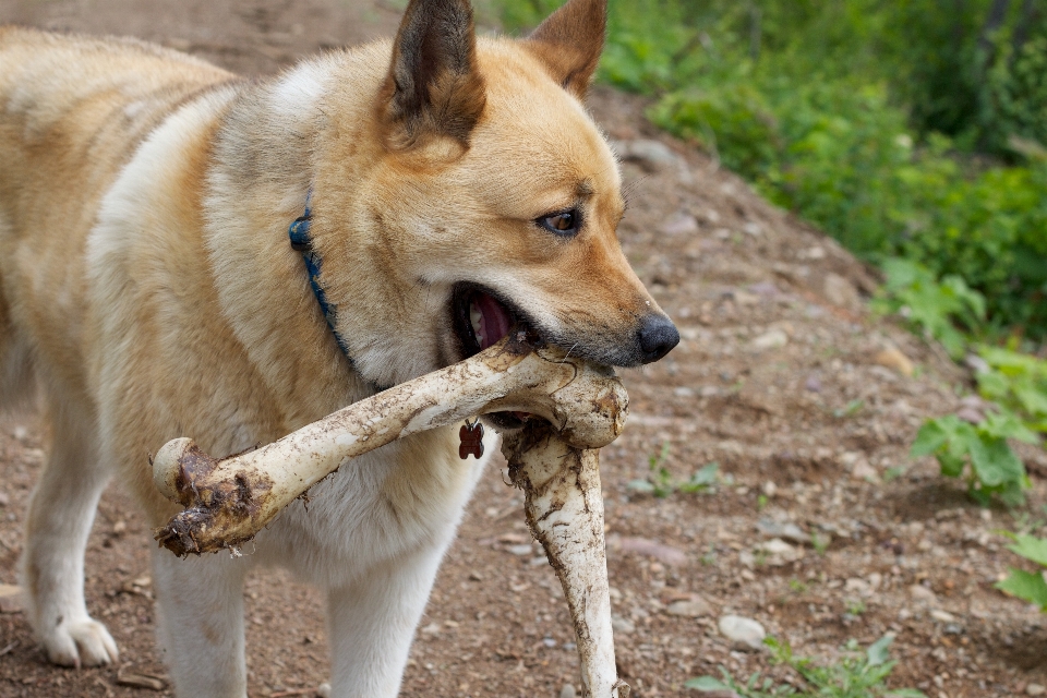 Perro mamífero vertebrado
 odisea