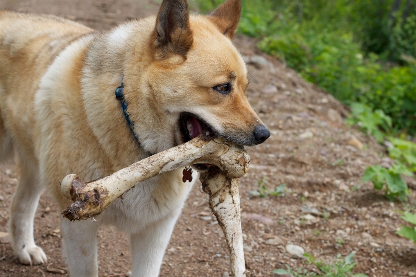 犬 哺乳類 脊椎動物
 オデッセイ 写真