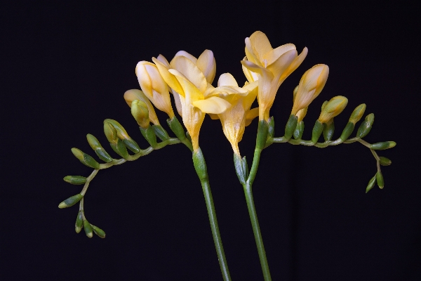 ブランチ 植物 葉 花 写真