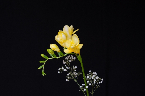 Branch blossom plant photography Photo