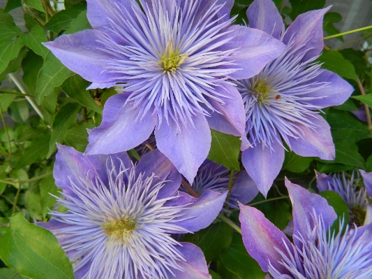 植物 花 紫 花弁 写真