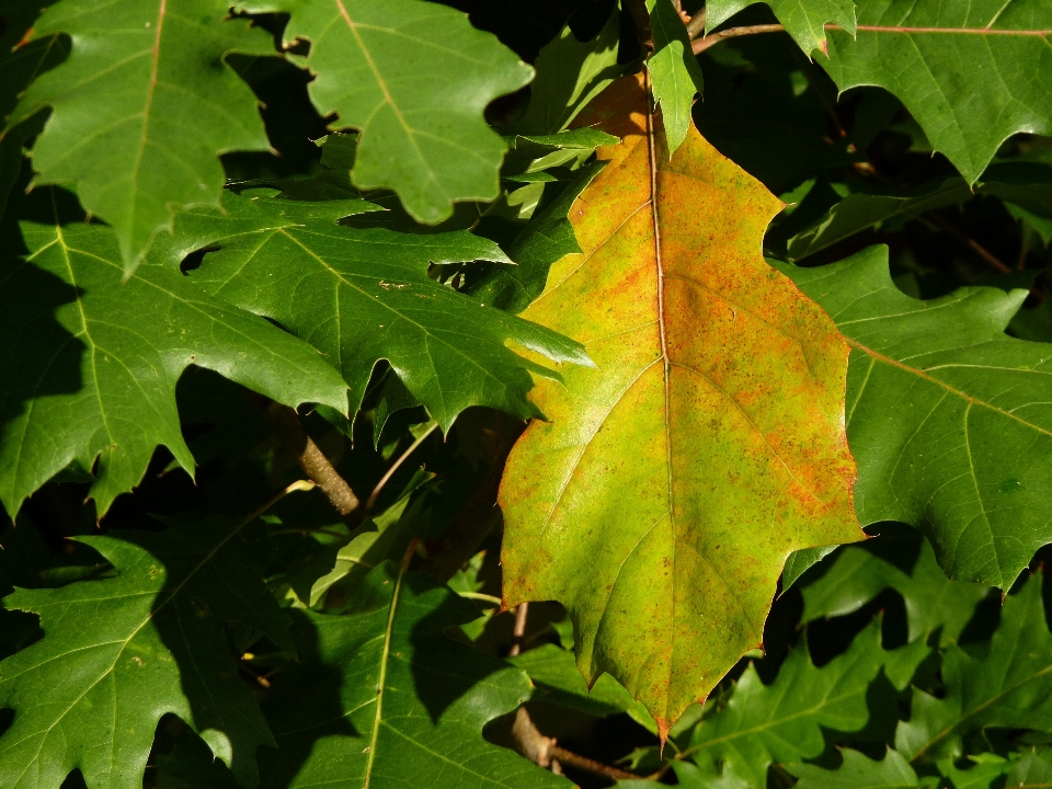 Albero ramo pianta foglia