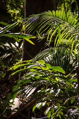 Baum natur wald zweig Foto