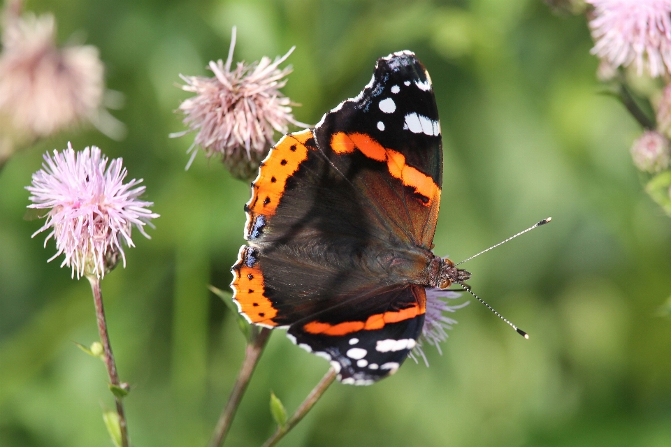 Nature flower insect botany