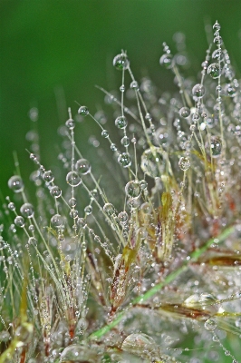 Water nature grass branch Photo