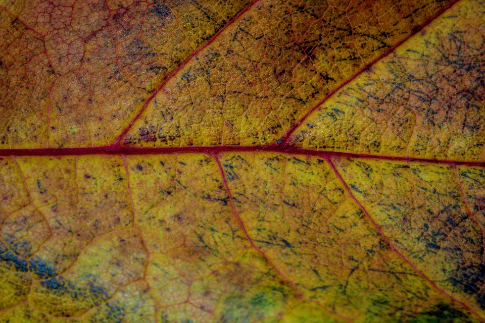 árbol naturaleza textura hoja