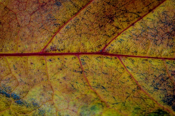 Foto Pohon alam tekstur daun