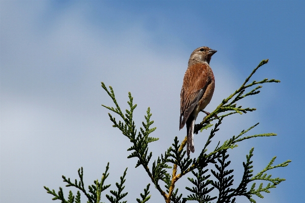 Foto Naturaleza rama pájaro pradera
