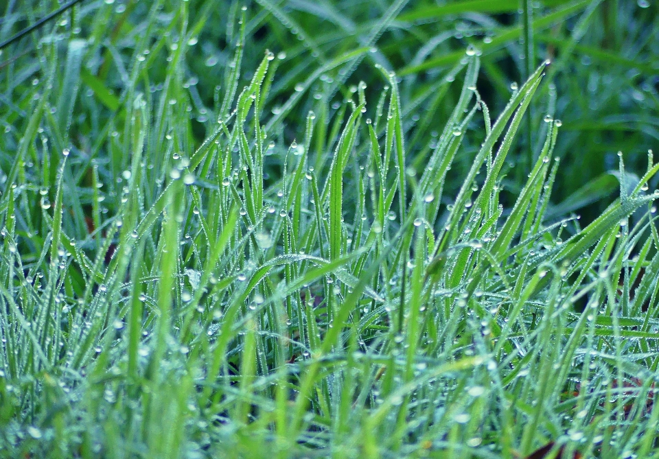 Water nature grass dew