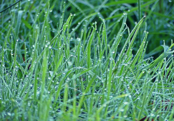 Water nature grass dew Photo