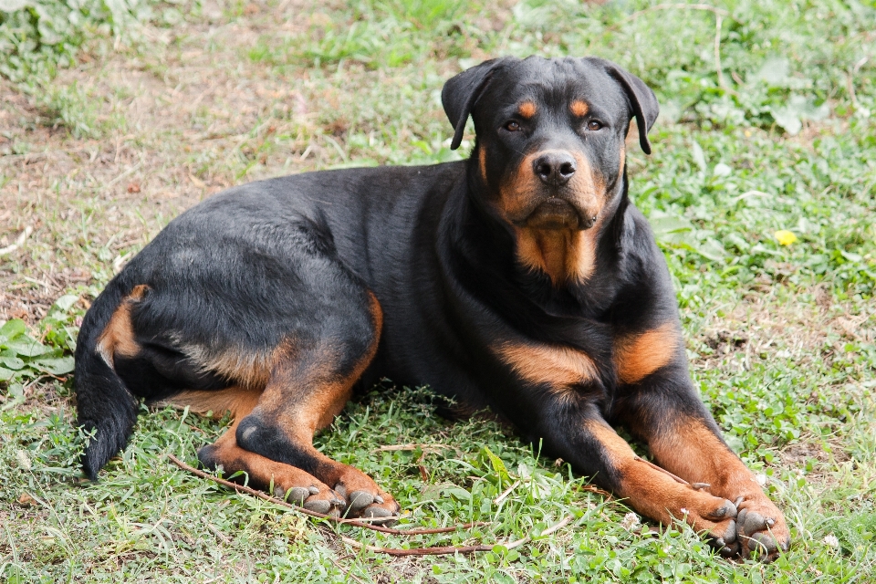 Cane animale carino domestico