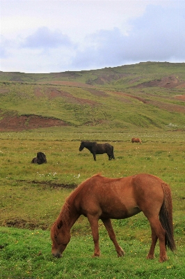 Grass field meadow prairie Photo