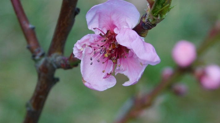 Tree nature branch blossom Photo