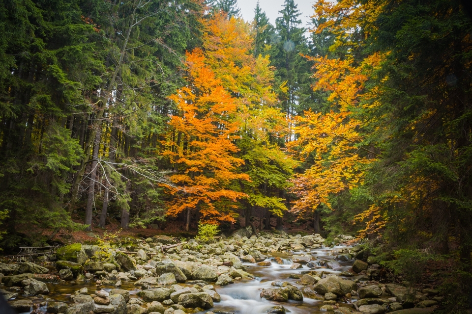 Paisagem árvore água natureza