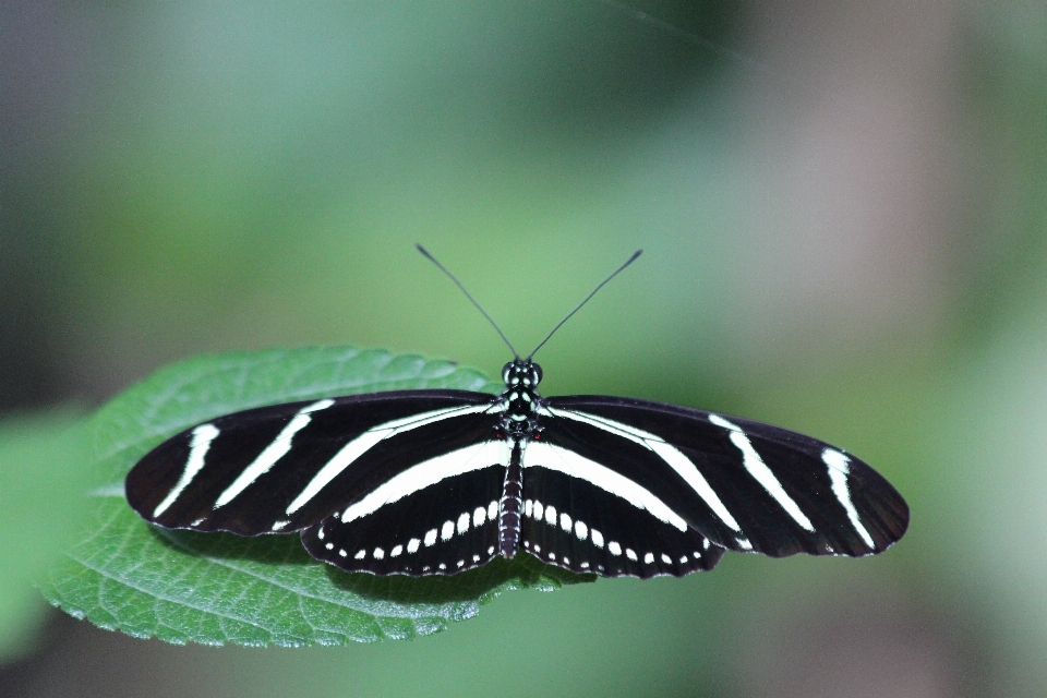 Nature wing photography leaf