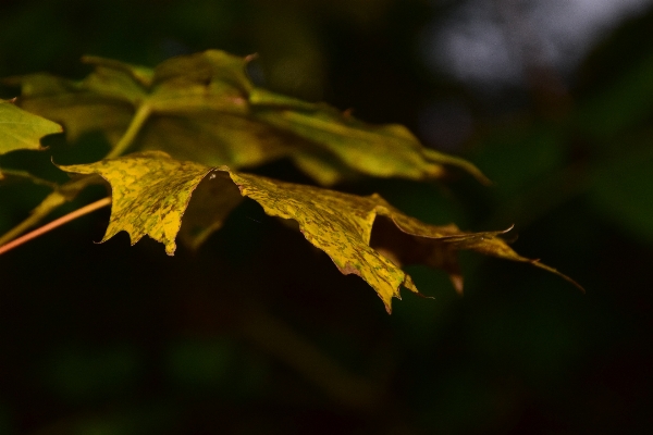 Tree nature forest branch Photo