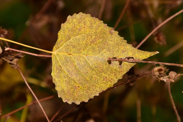 Tree nature forest branch Photo