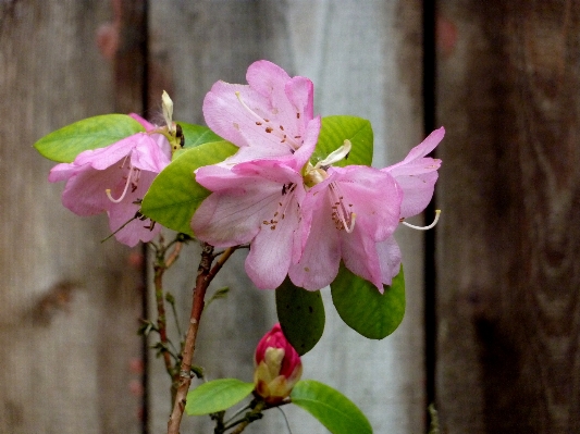 Nature blossom plant flower Photo