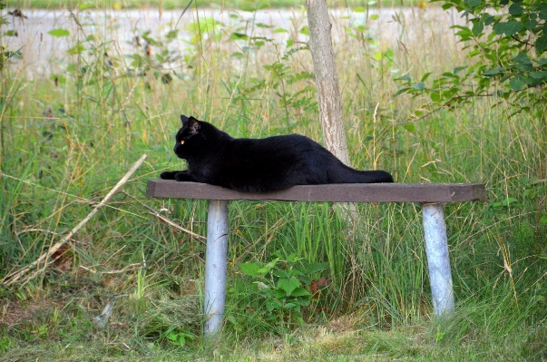 Foto Floresta banco verão animais selvagens