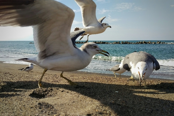 Beach landscape sea bird Photo