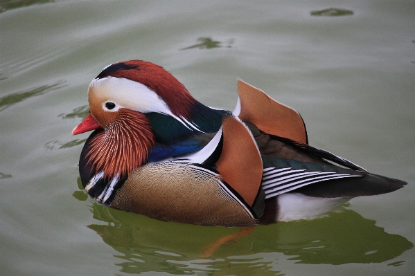 Bird wing male pond Photo