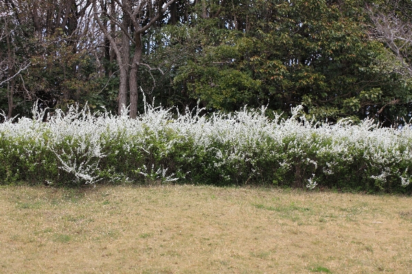 Tree grass plant meadow Photo