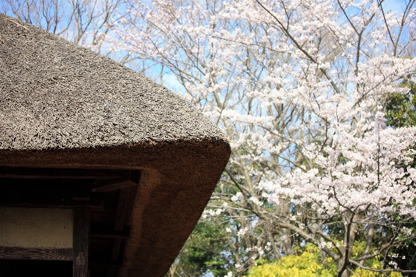 Branch plant flower roof Photo