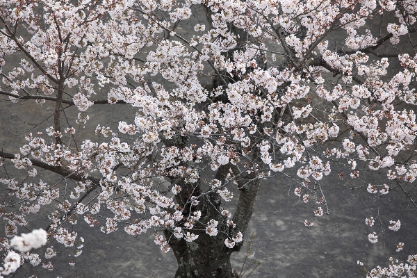 Foto Albero ramo fiore pianta