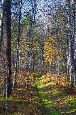 Landscape tree nature forest Photo