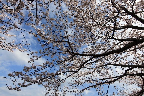 Tree branch blossom plant Photo