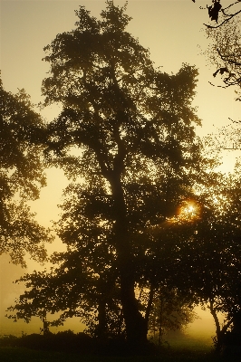 Landscape tree nature branch Photo