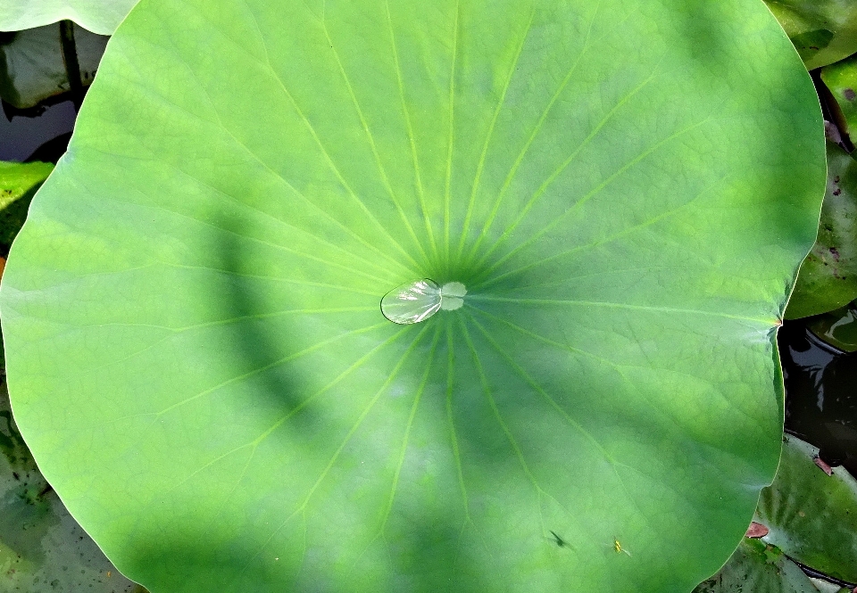 Water nature droplet drop