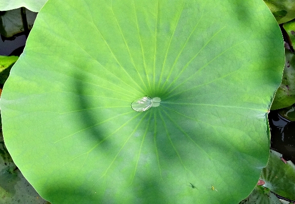 Water nature droplet drop Photo