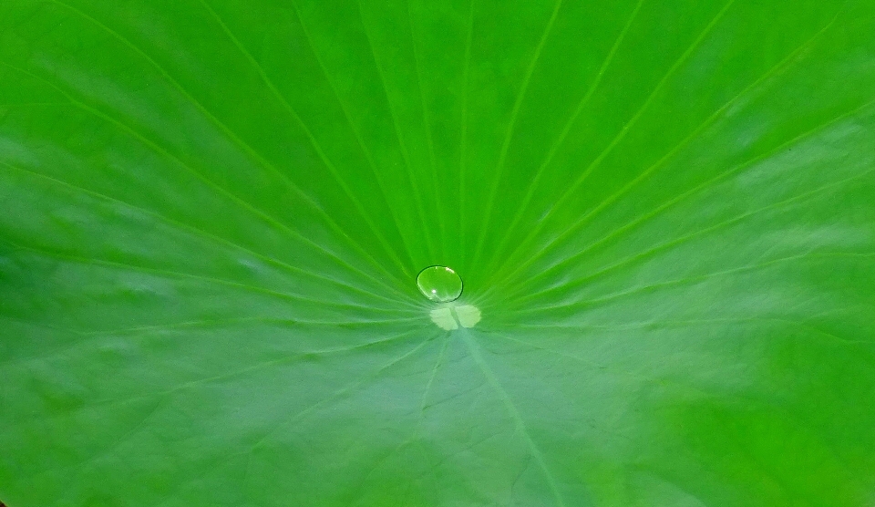 Wasser gras tröpfchen tropfen