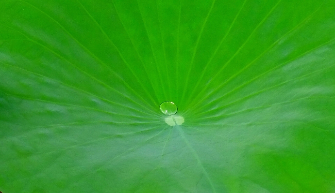 水 草 水滴 降低 照片