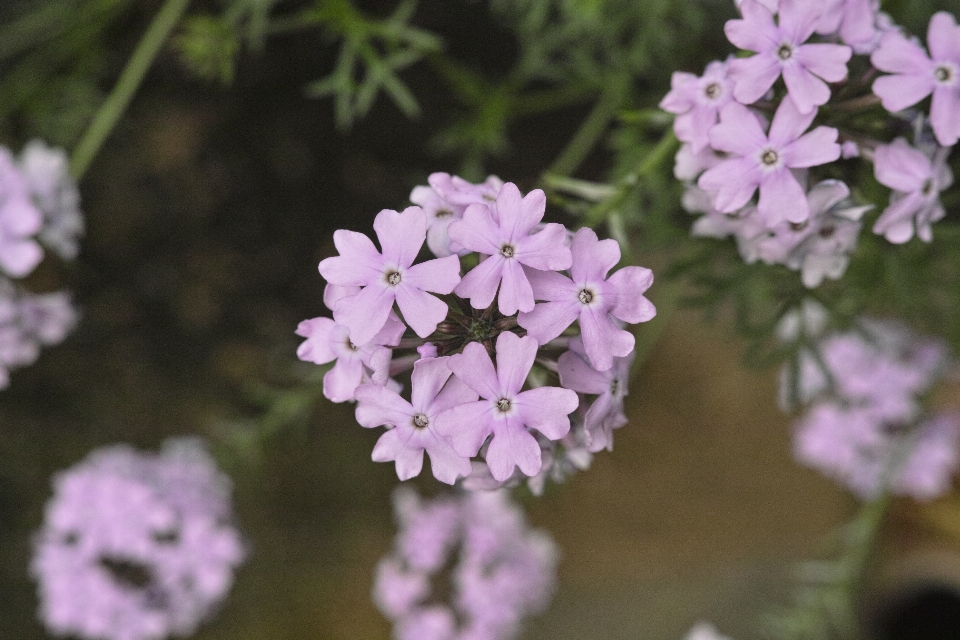 Blossom plant flower petal