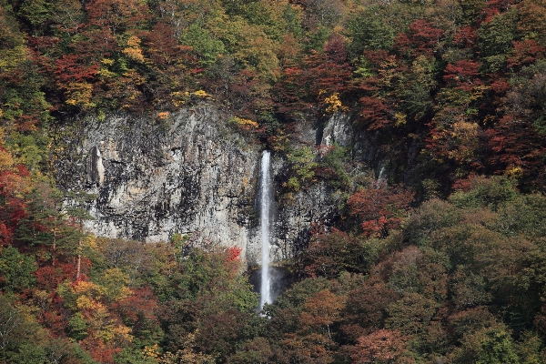 Foto árbol bosque cascada desierto
