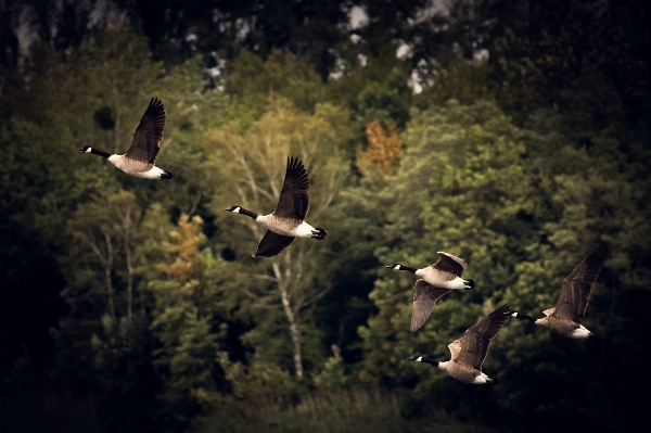 Landscape tree nature bird Photo