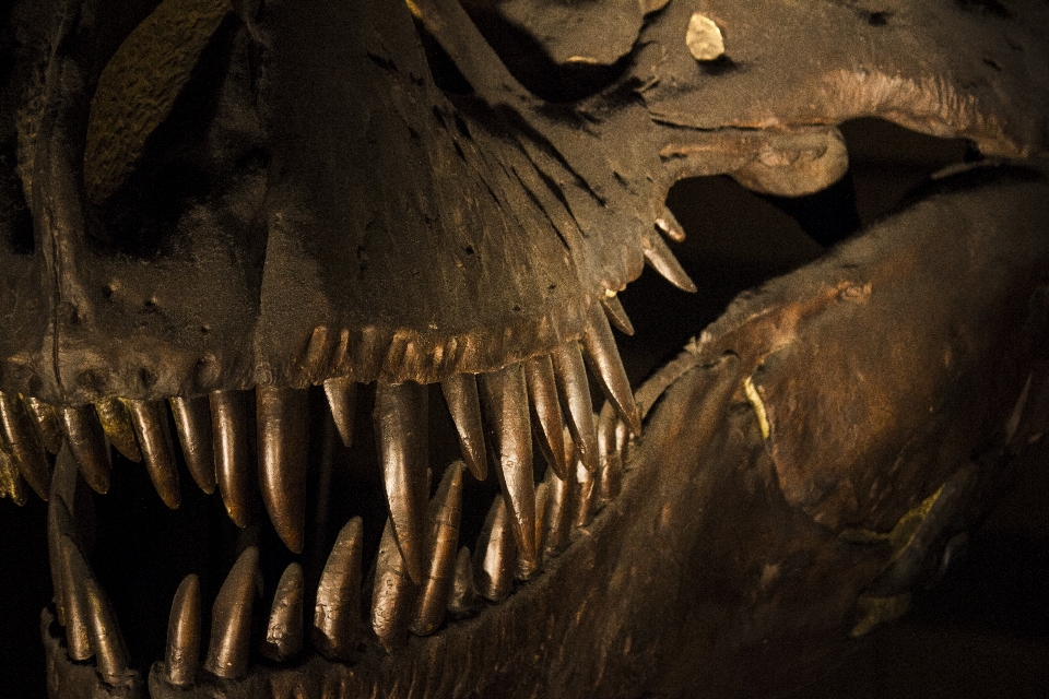 Formation grotte musée obscurité
