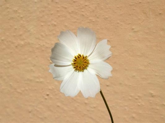 Nature blossom plant white Photo