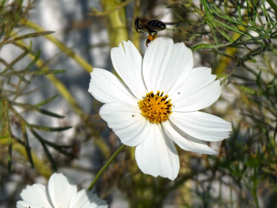 Nature blossom plant meadow