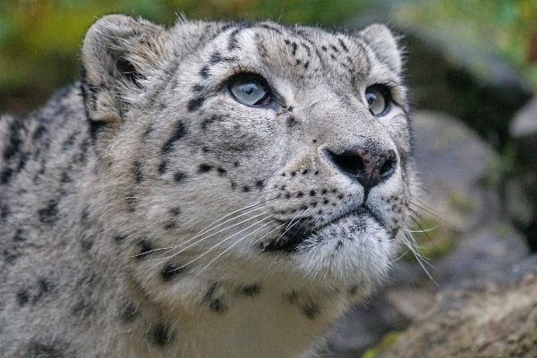 Zdjęcie Dzikiej przyrody ogród zoologiczny ssak drapieżnik