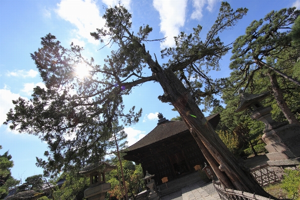 Tree plant house flower Photo