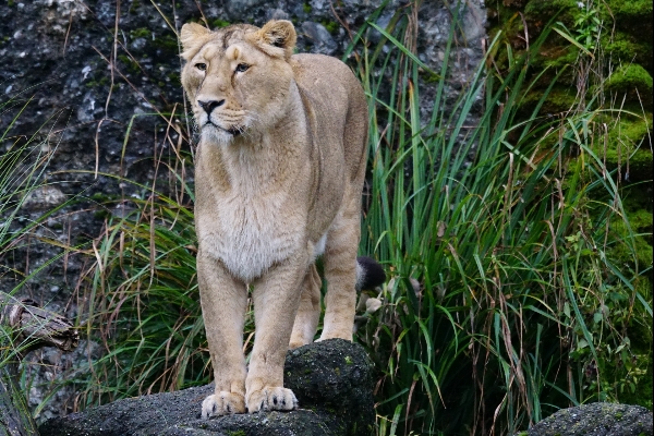 時計 女性 野生動物 動物園 写真